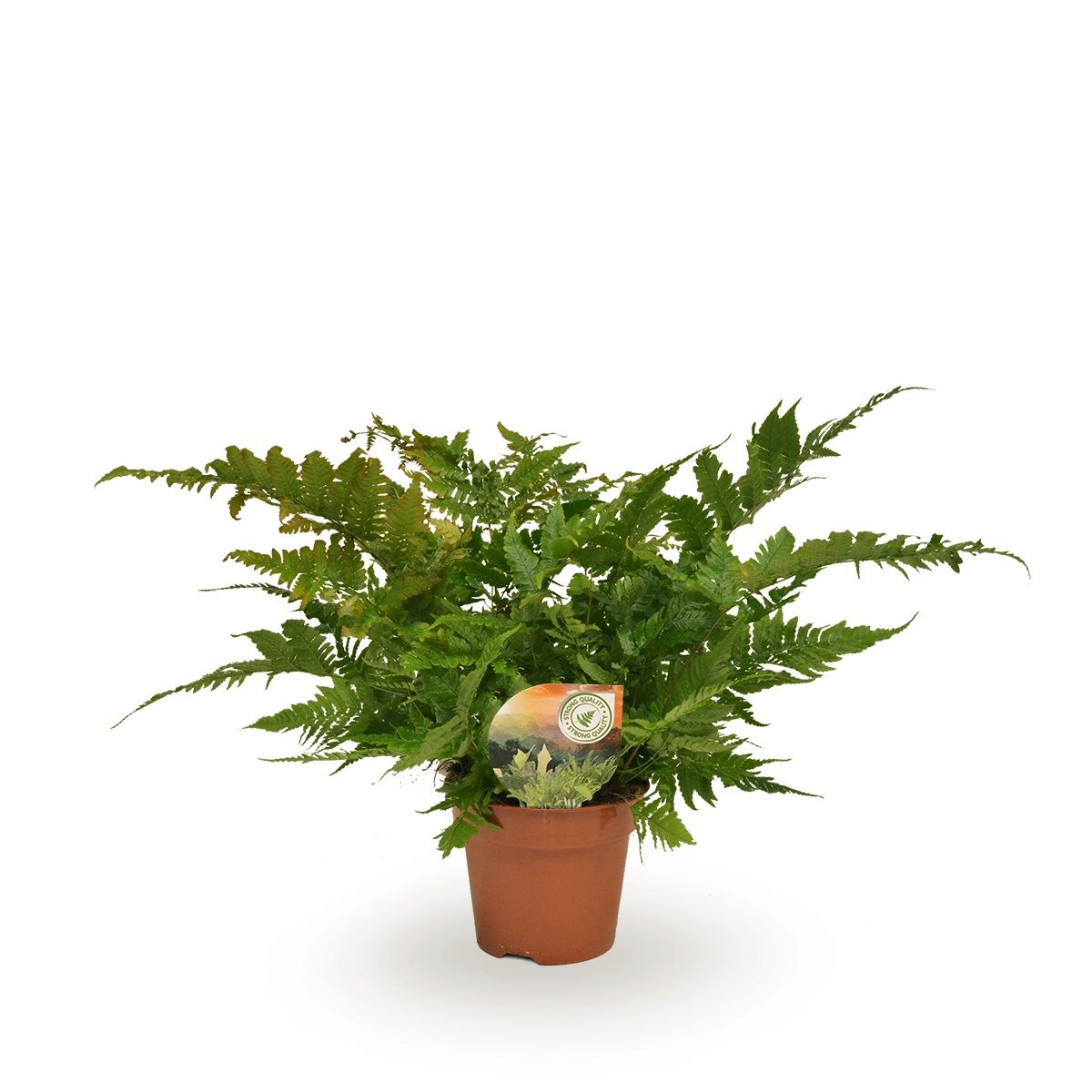 Dryopteris erythrosora, D 17 cm