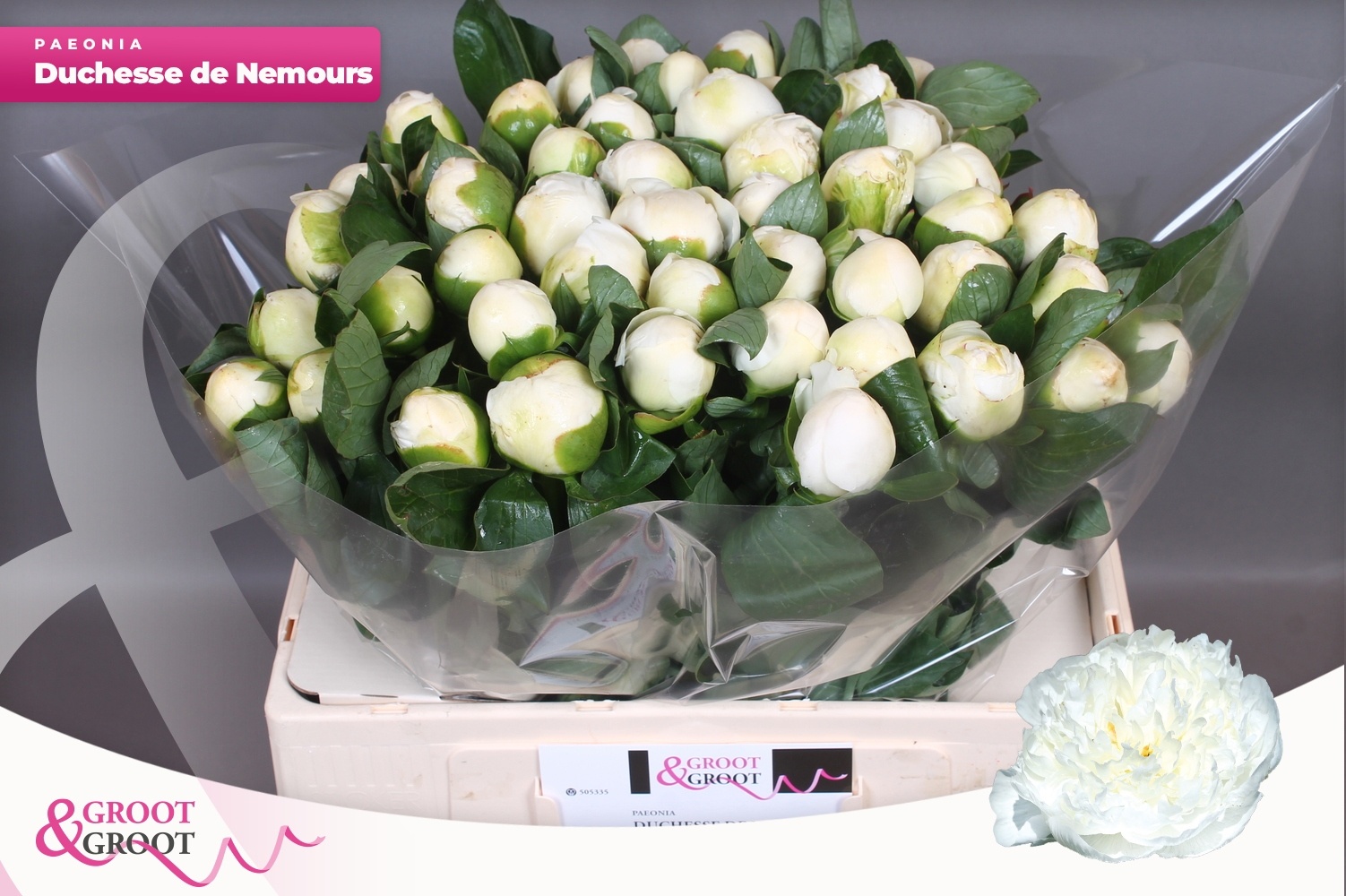 Пион Дюшес 55 (бел.), шт.