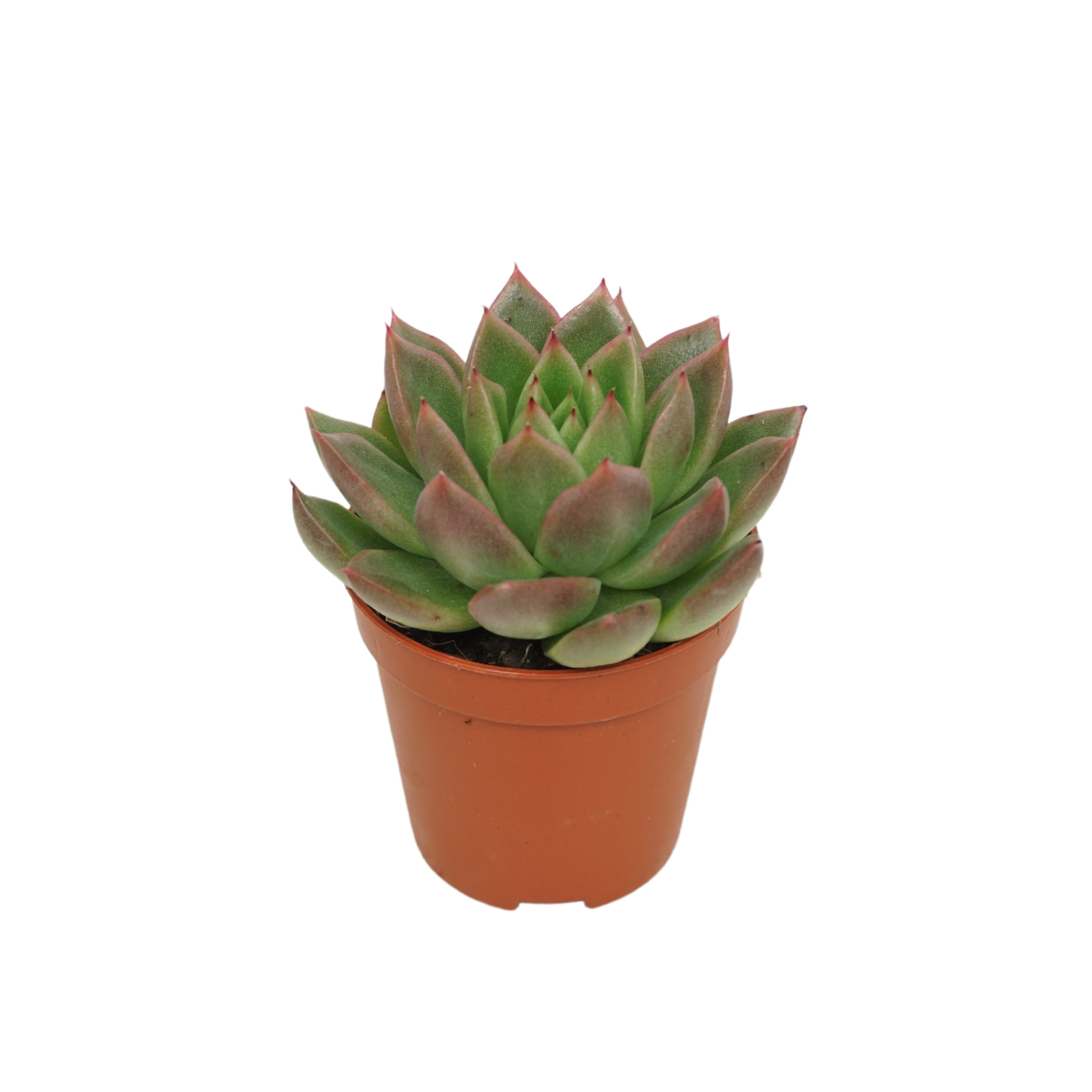 Echeveria agavoides 5,5 cm, D 5,5