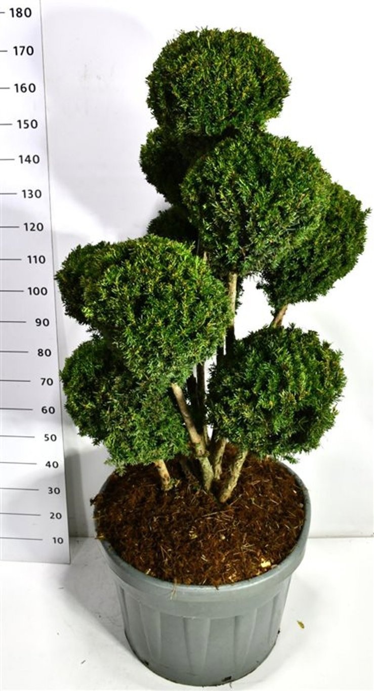 Taxus media 'Hillii', D 60