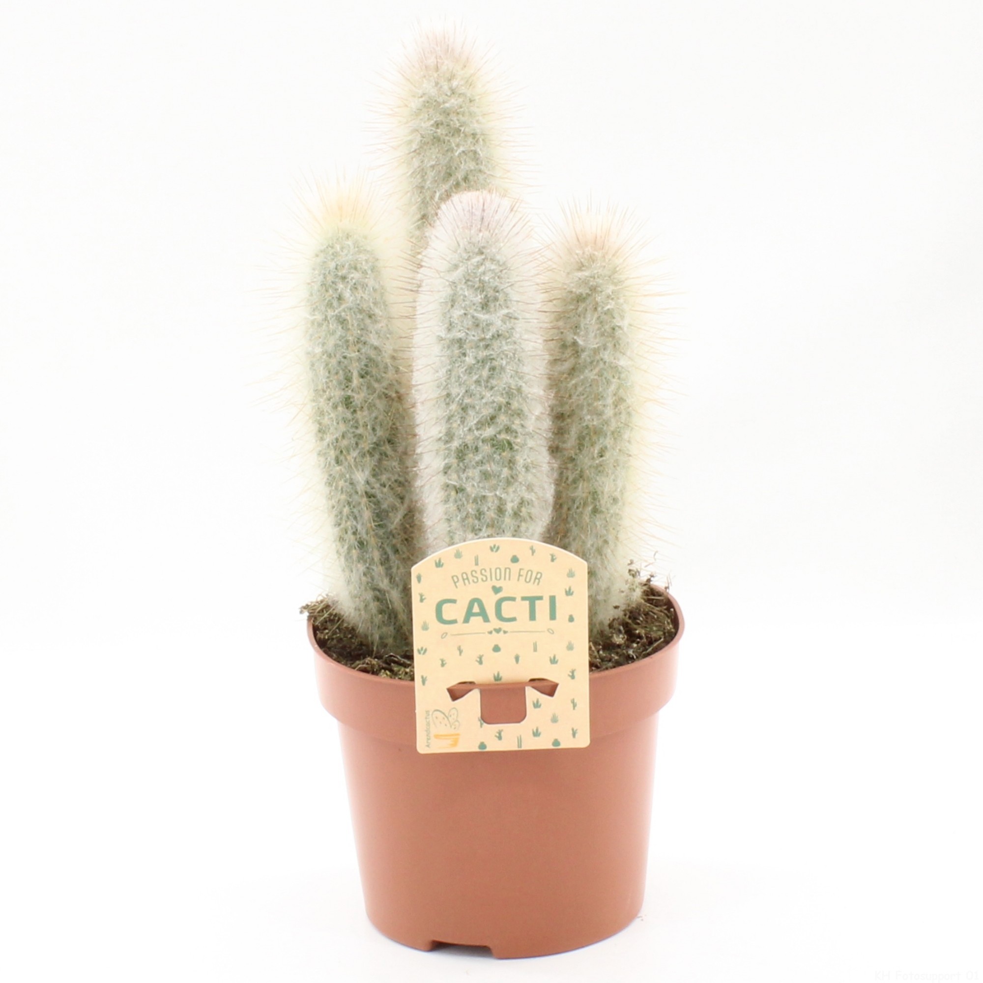 Espostoopsis dybowskii, D 12