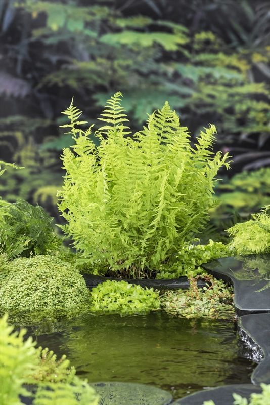 Thelypteris palustris, D 9