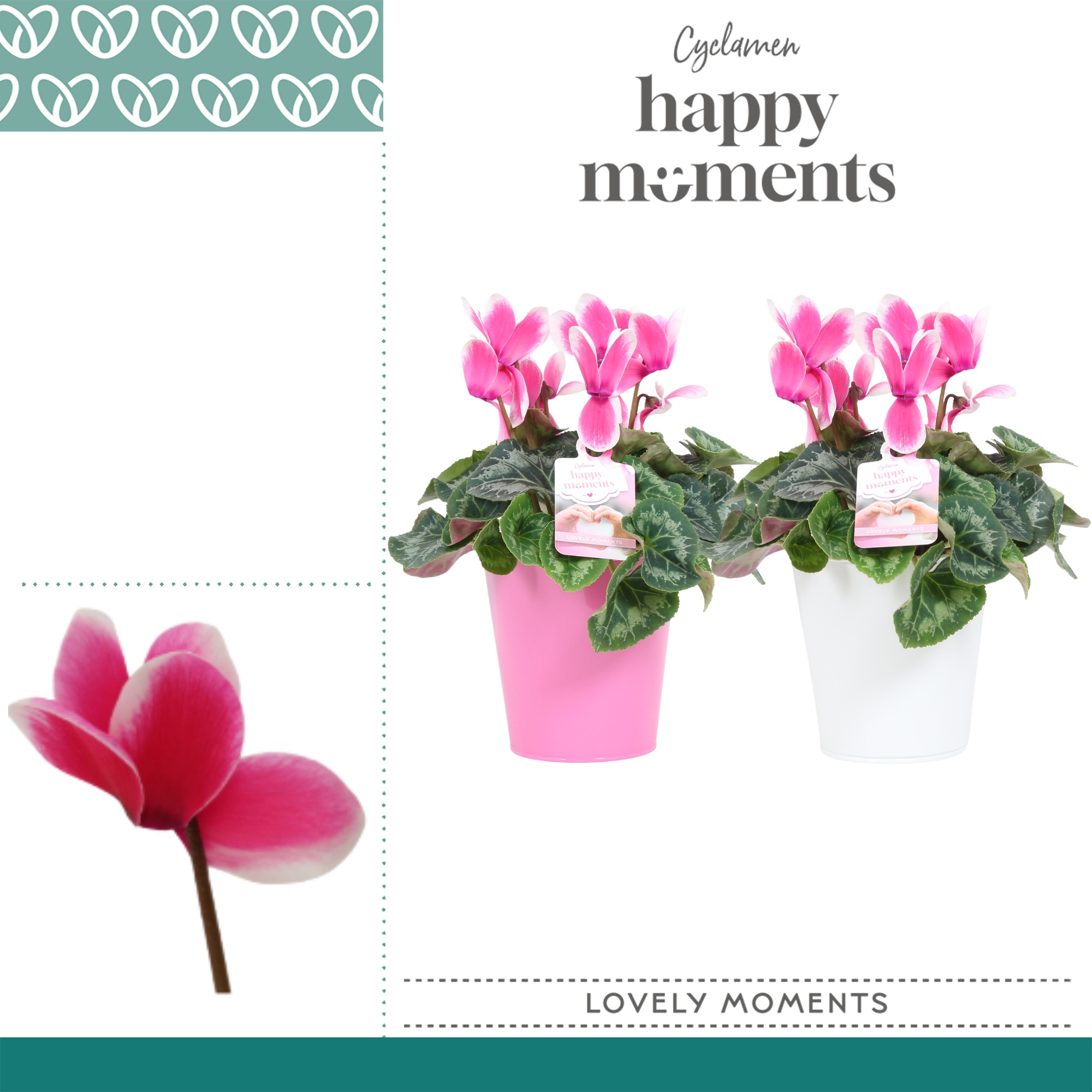 Cyclaam Lovely Moments in Ompot Zara, D 12