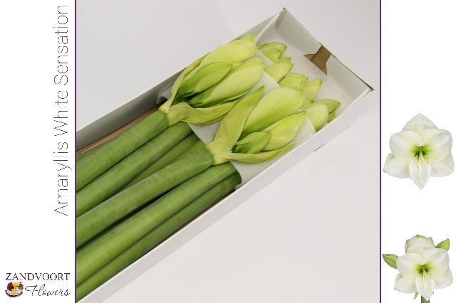 Амарилис Вайт Сенсейшн (бел.) x8, шт.