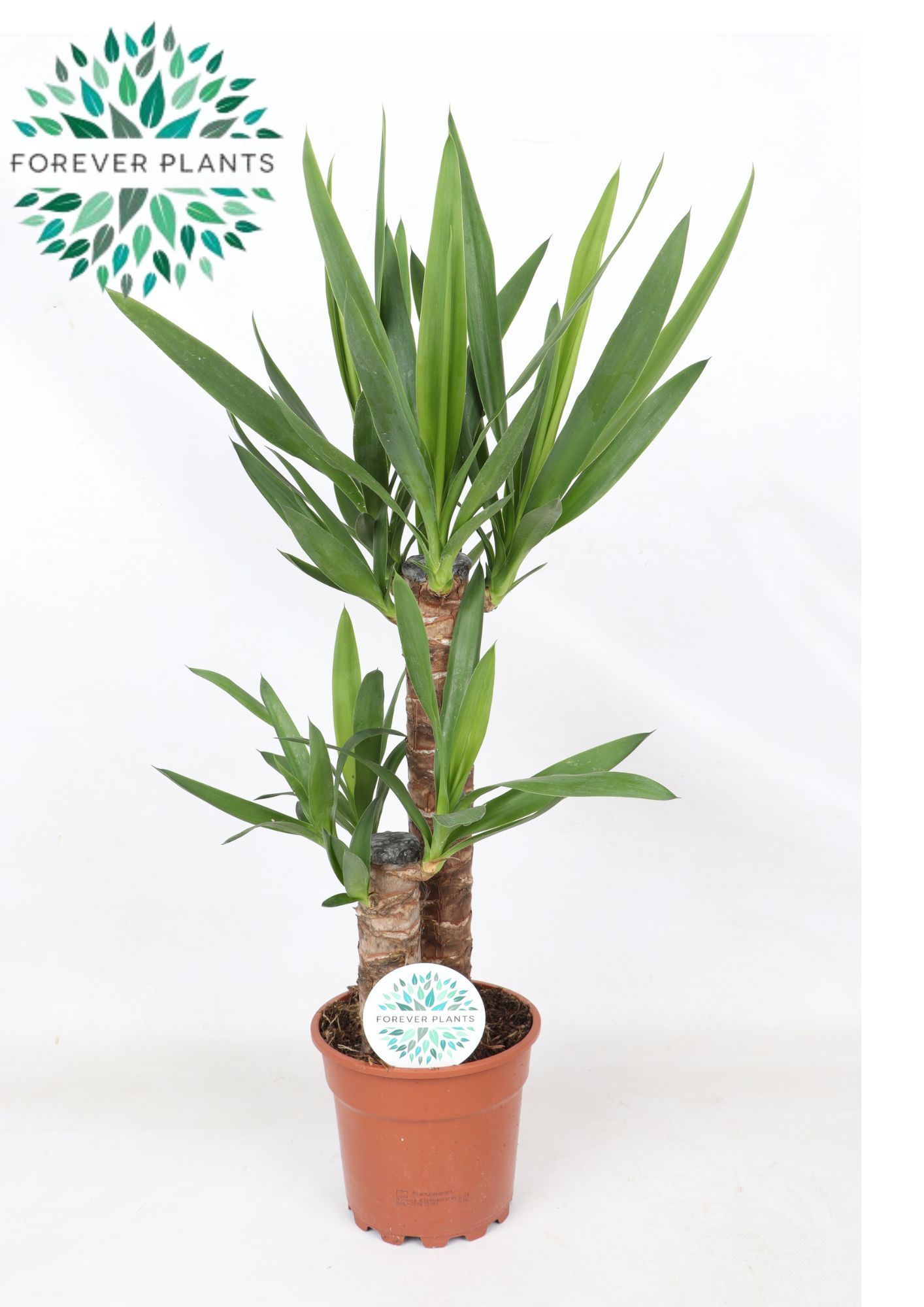 Yucca p17, 45+20 (3+ KOP), D 17