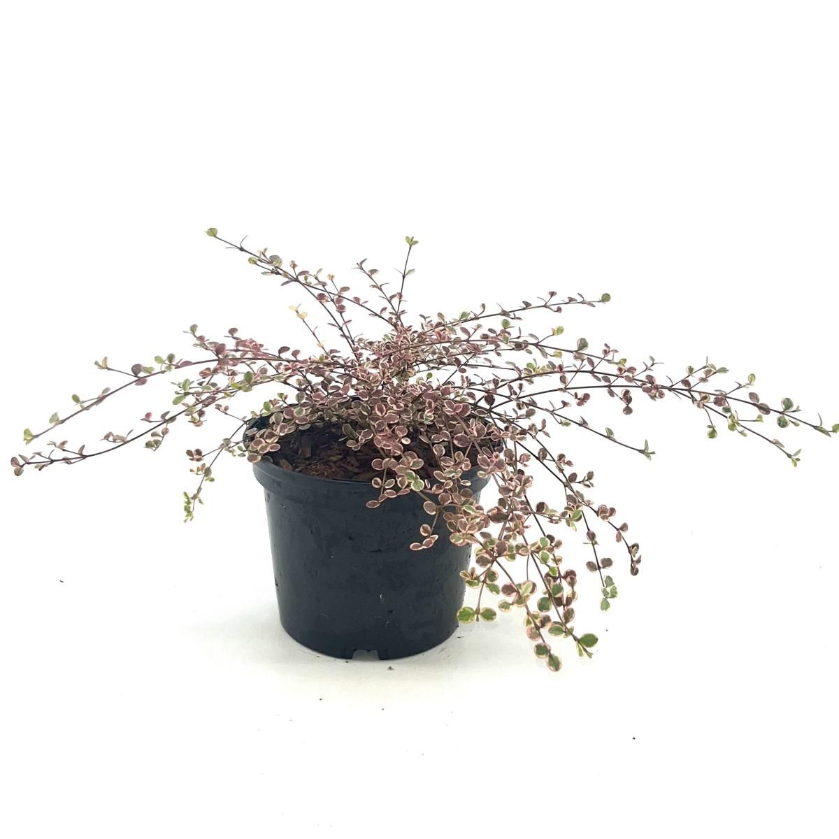 Lophomyrtus ralphii 'Little Star', D 17