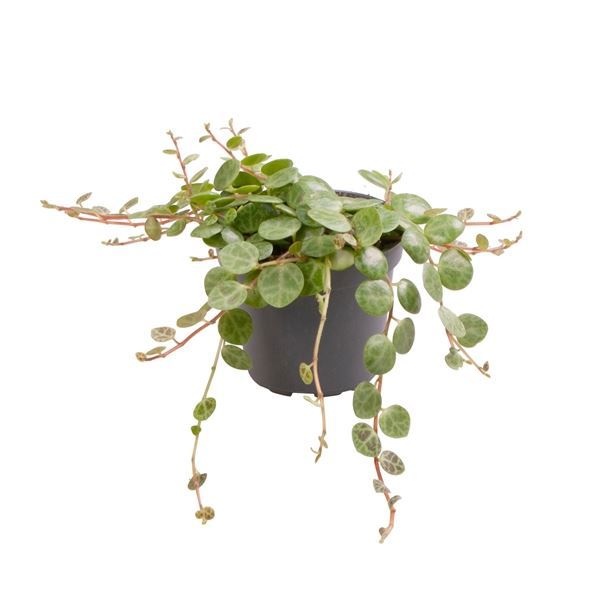 Peperomia Prostrata, D 6 cm Peperomia Prostrata, D 6 cm