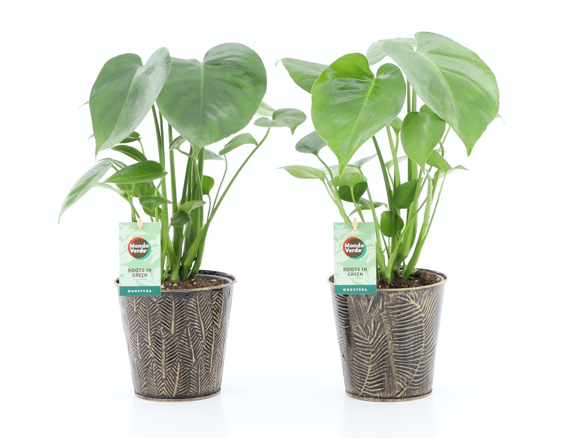 Monstera deliciosa in Iron Leaf, D 13