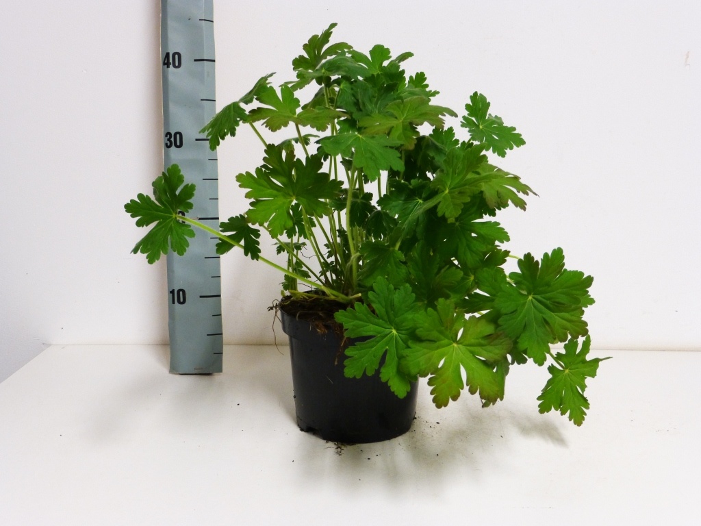Geranium macrorrhizum, D 17