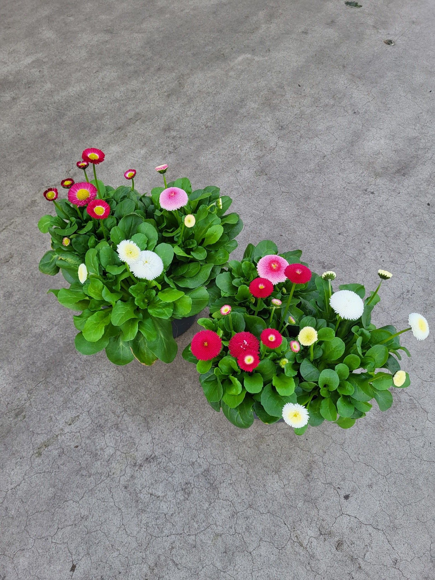 Bellis perennis Trio, D 21