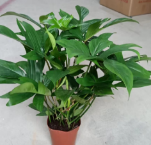 Филодендрон Море тан файв 140 олл аиркрафт 14 40