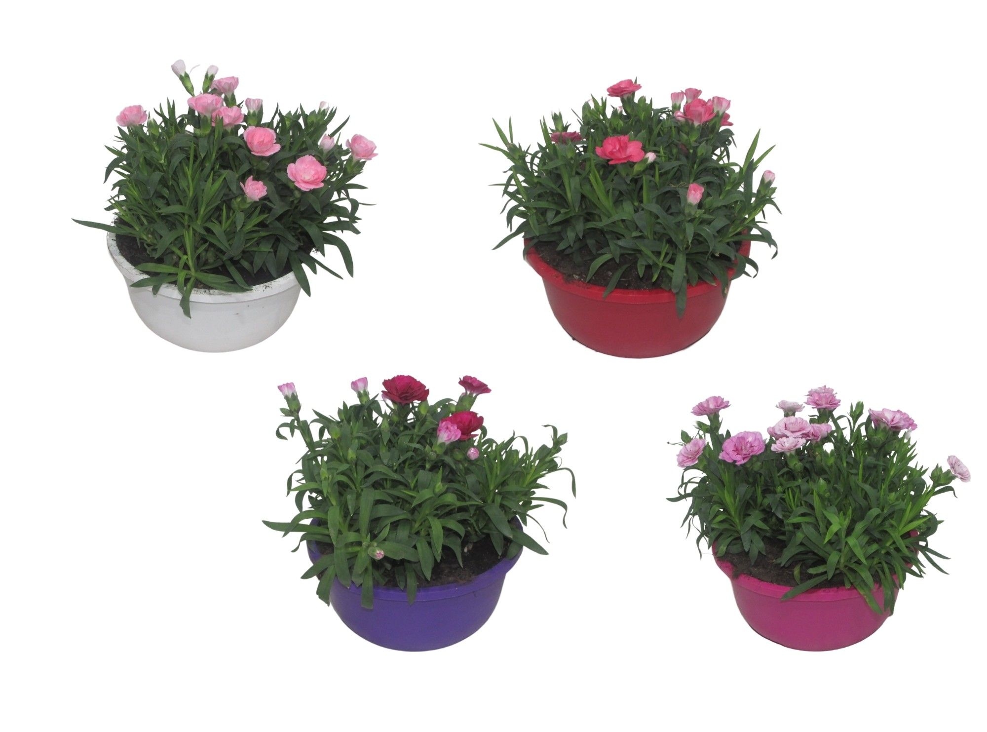 Hello Spring Dianthus Oscar in 19 cm schaal gemengd, D 19