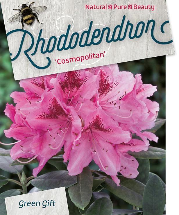 Rhodo. 'Cosmopolitan' pink, D 67