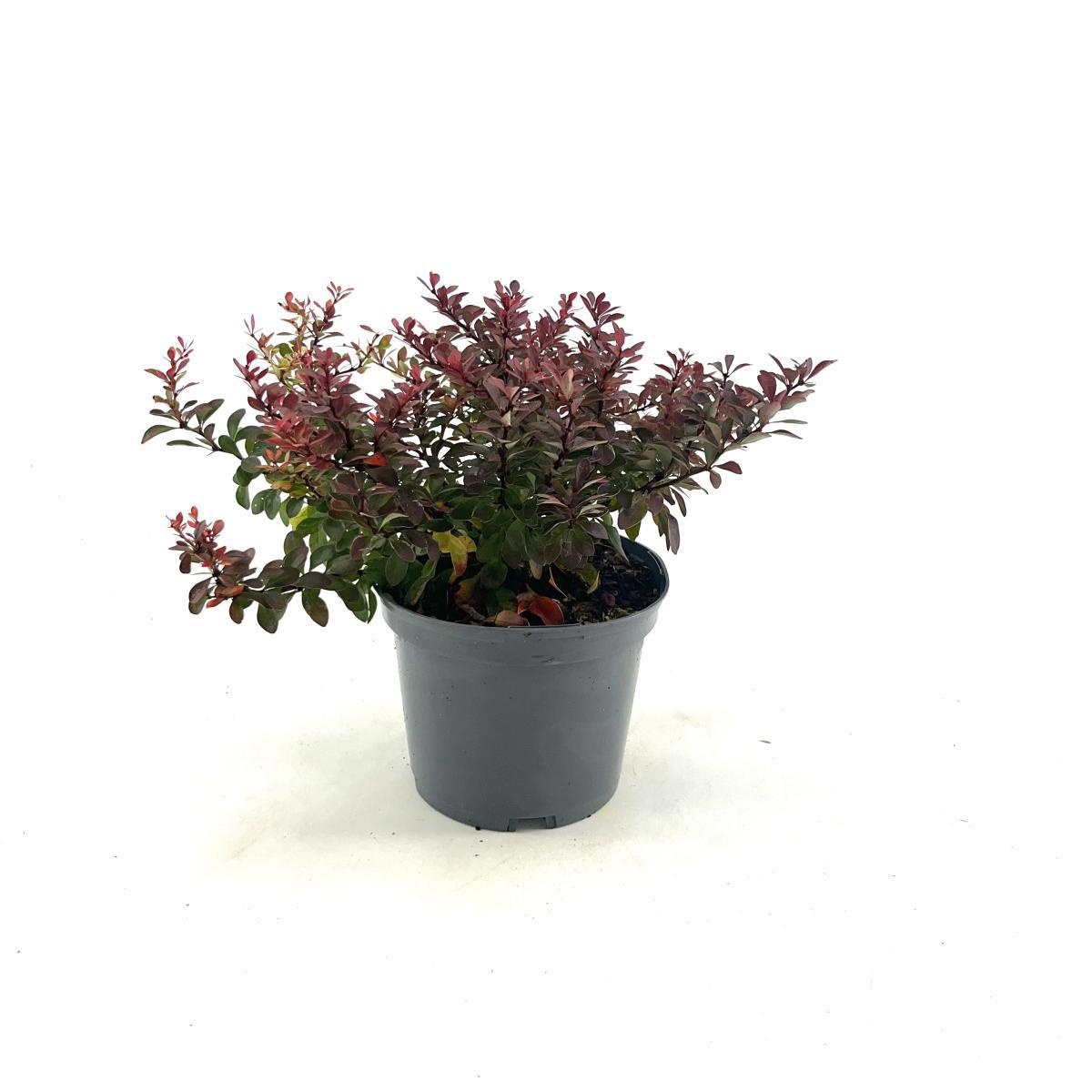 Berberis thunb. 'Atropurpurea Nana', D 19