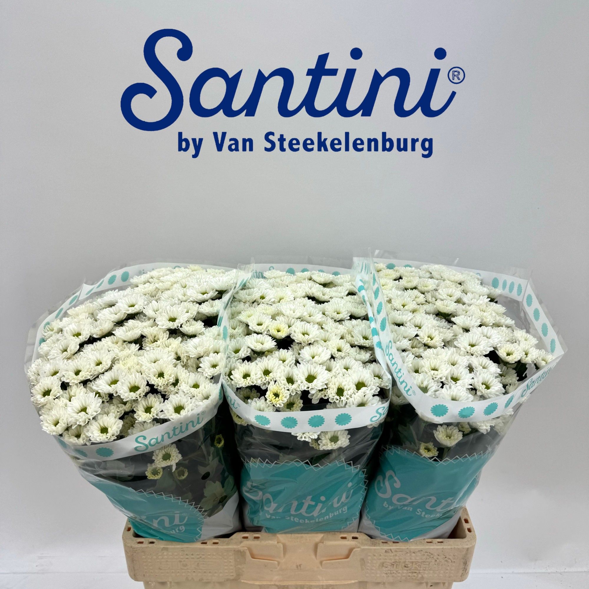 Сантини Кайндли Вайт, шт.