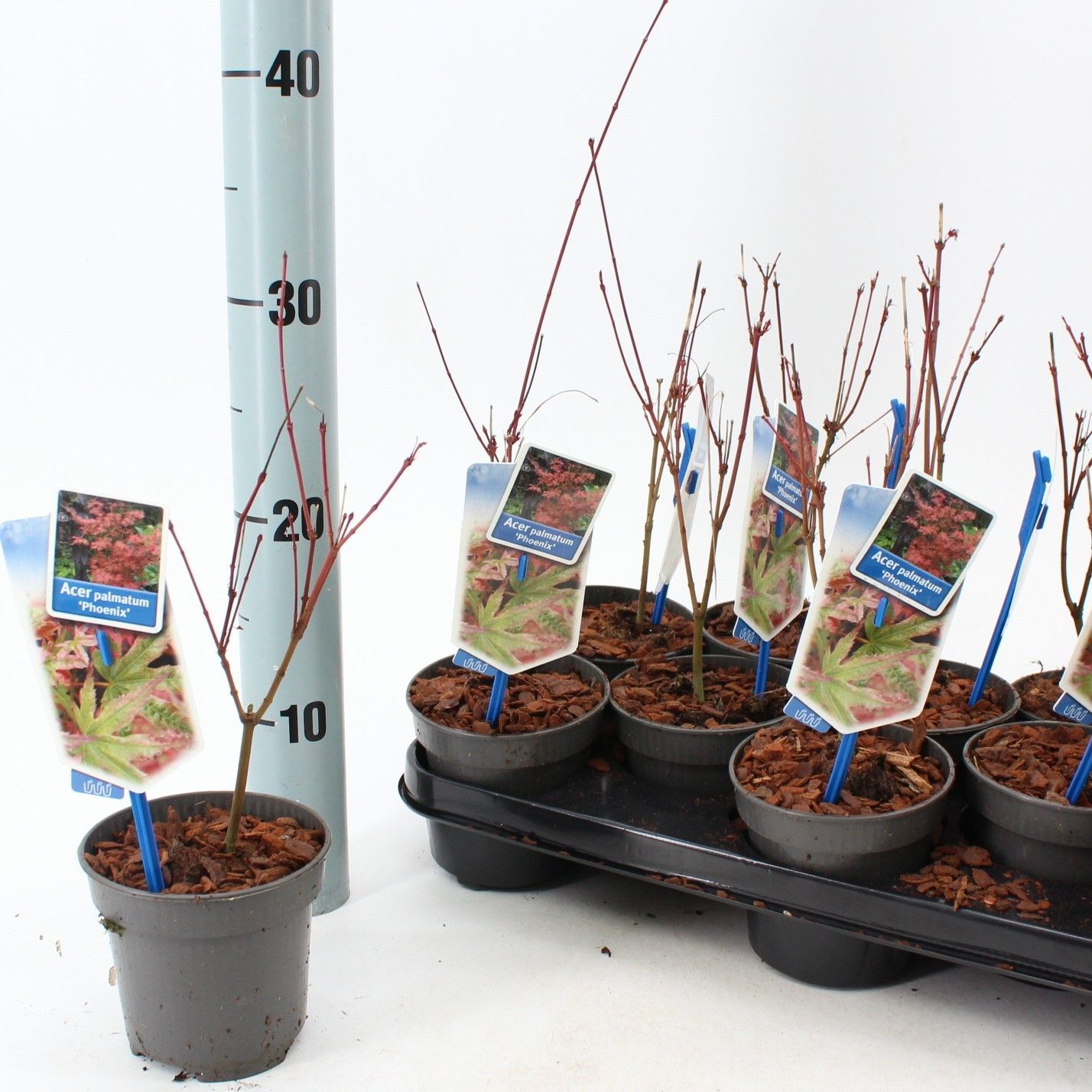 Acer pal. 'Phoenix', D 10,5