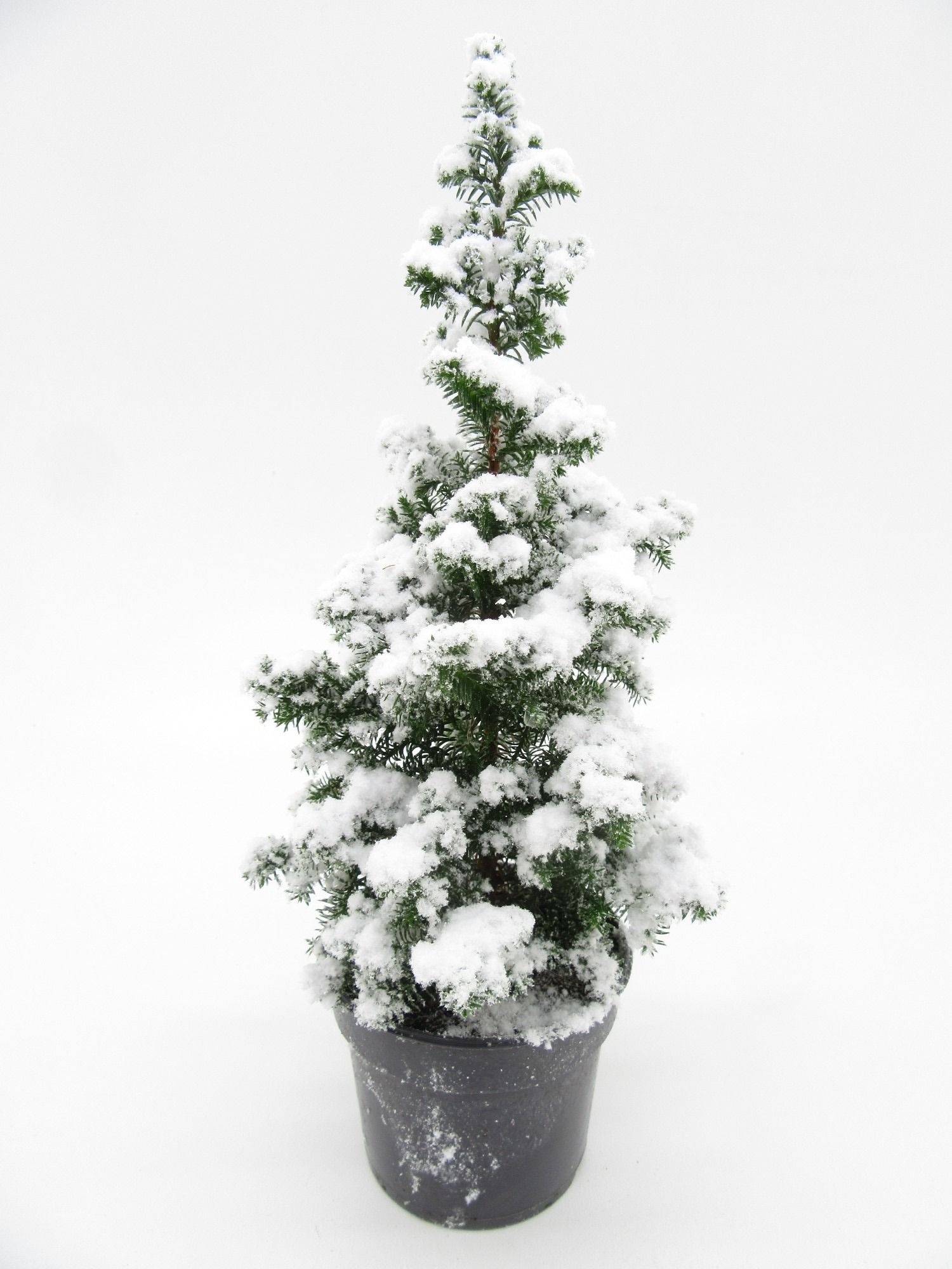 Top Point met sneeuw, D 9 cm