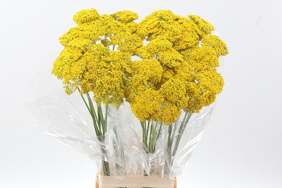 Ахиллея Паркер Вараети 90, шт.