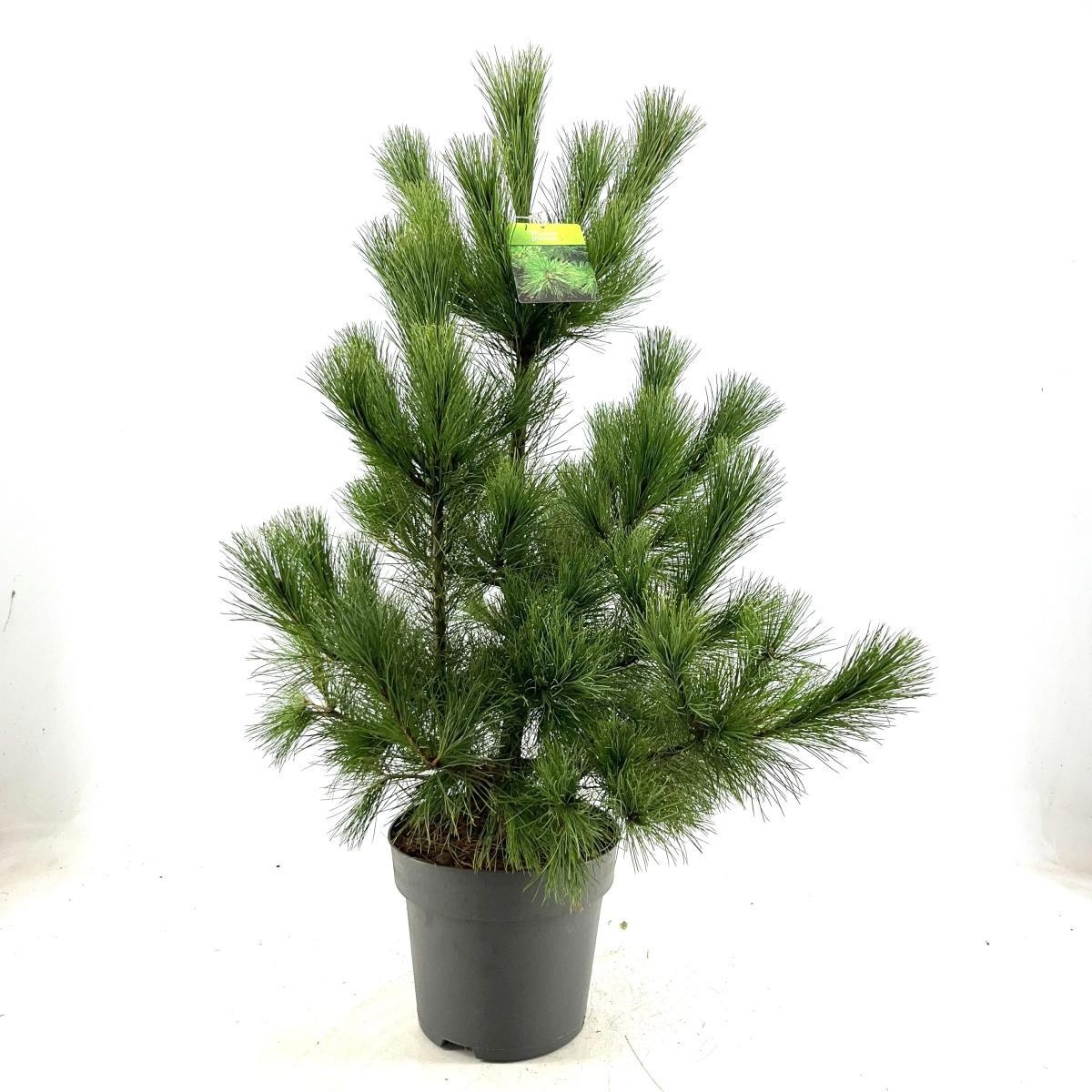 Pinus peuce, D 28 cm