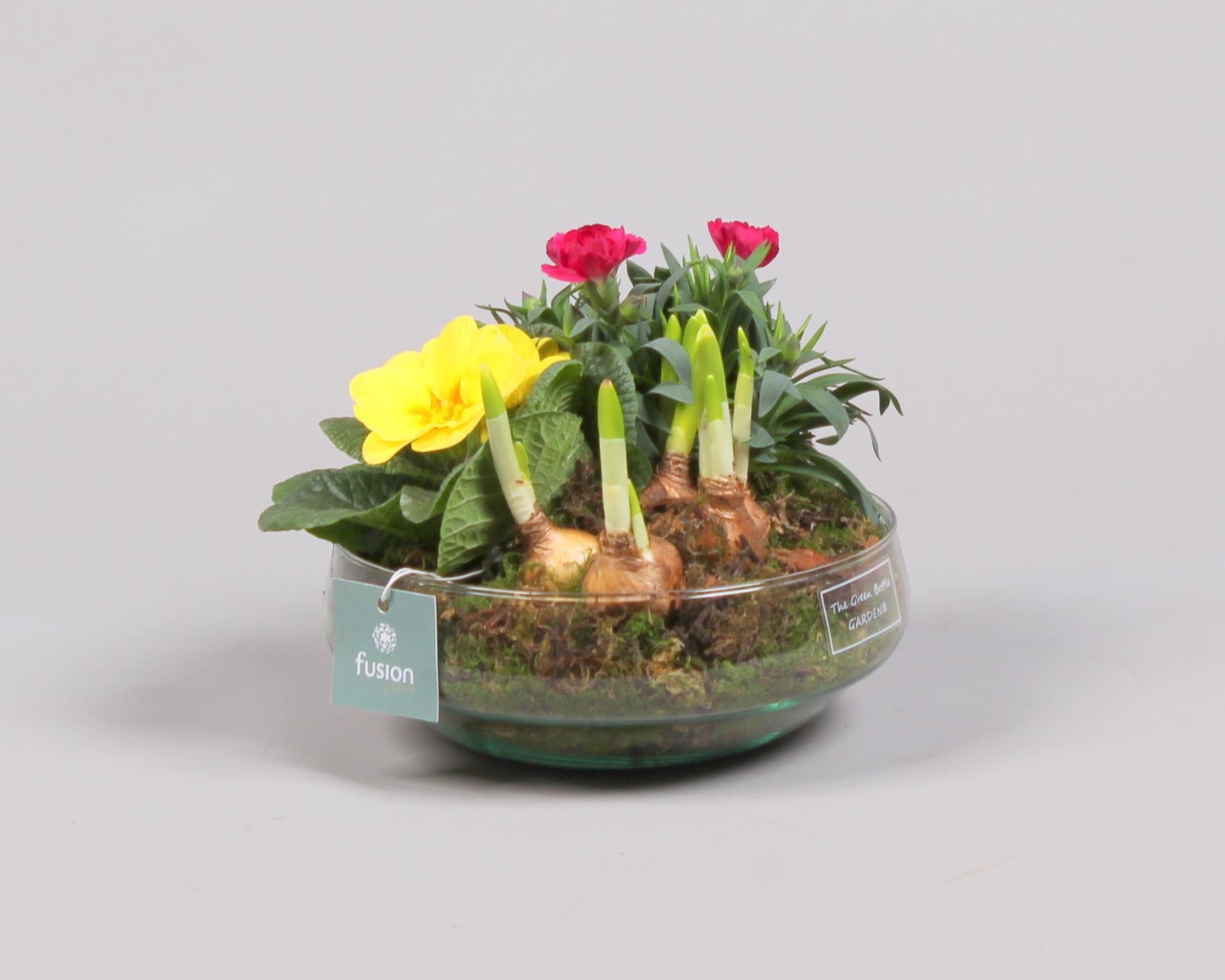 Green Bottle Iris Medium Voorjaar met Arrangement, D 19
