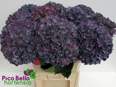 Гортензия Пимпернел Классик 80, шт.