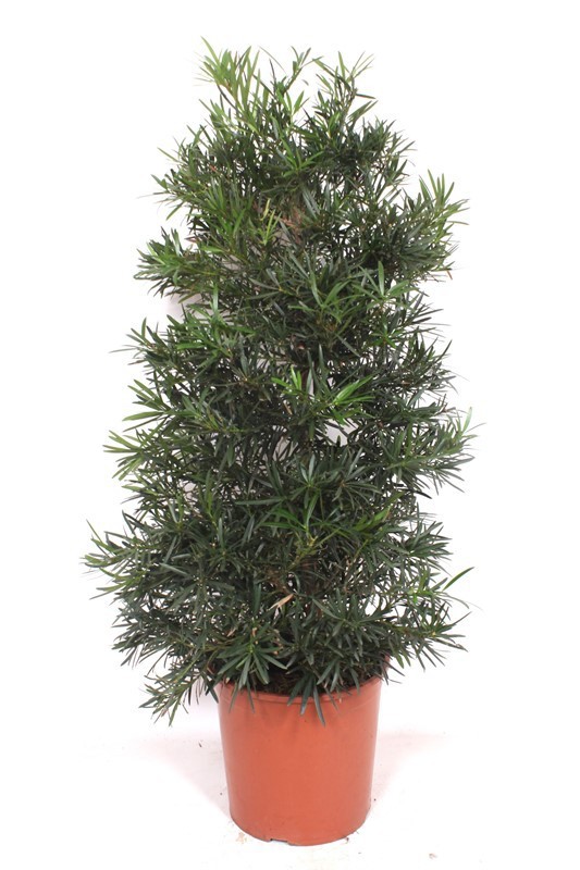 Podocarpus macrophylla, D 30