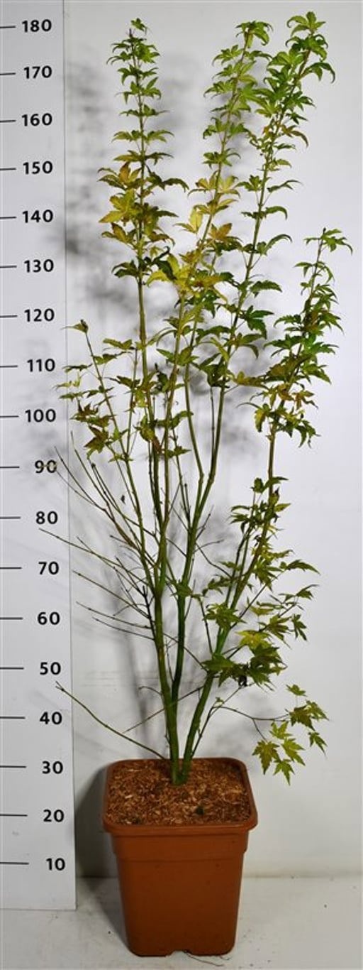 Acer pal. 'Orange Dream', D 32