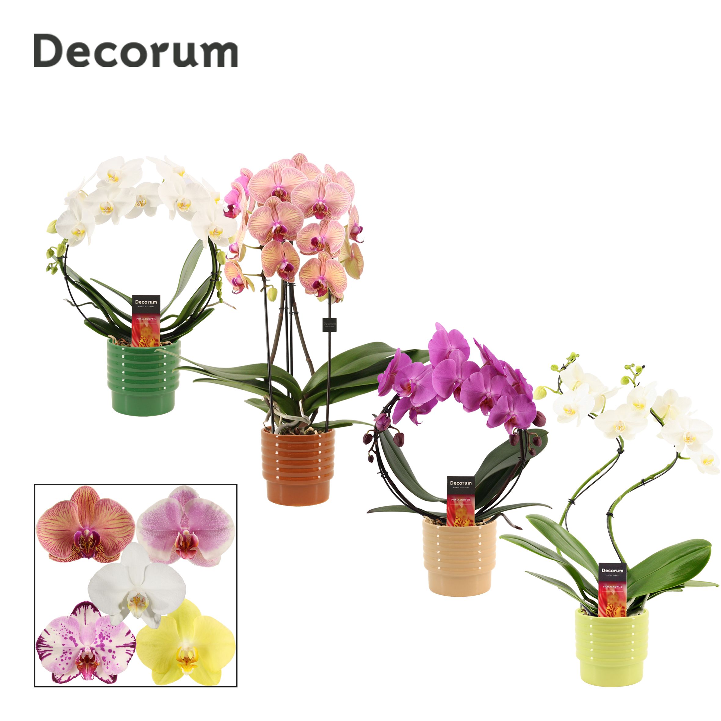 Phalaenopsis vormen mix 2 tak in Naemi (Natural bubble-collectio, D 12 cm