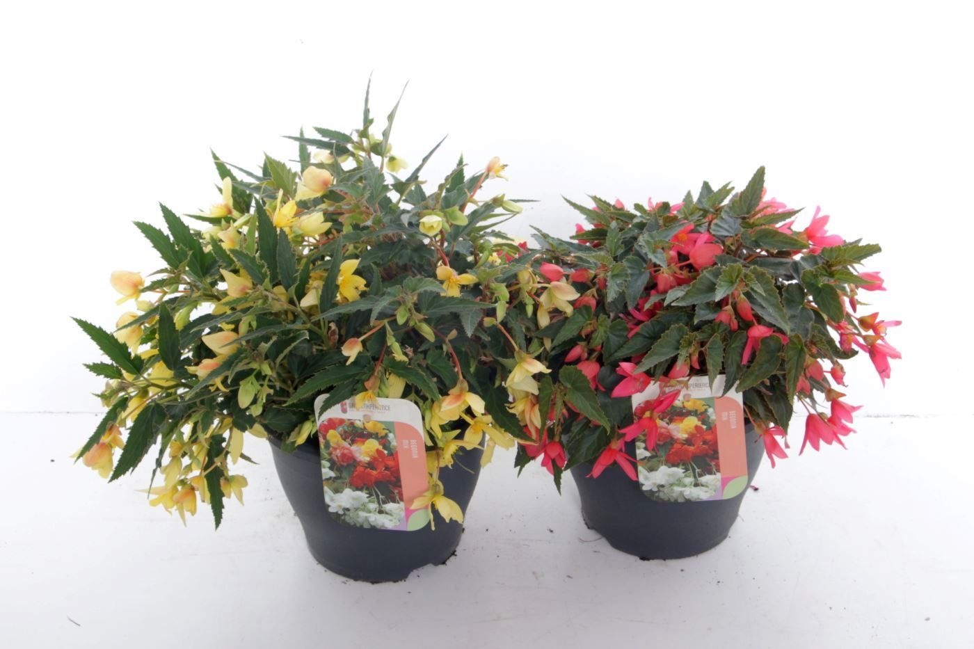 Begonia Mix, D 23