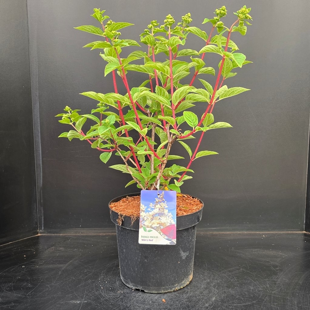 Hydrangea paniculata Wim's Red, D 26 cm