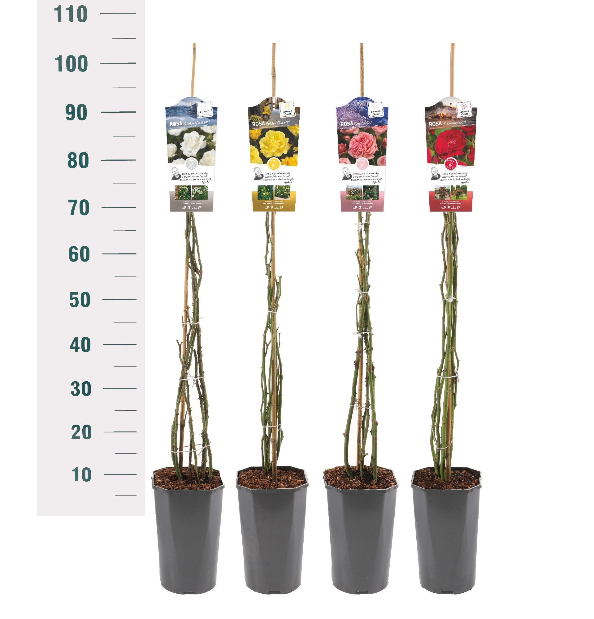 Rosa 'Mix' - Klim - C3rp - Basic Collection, D 19
