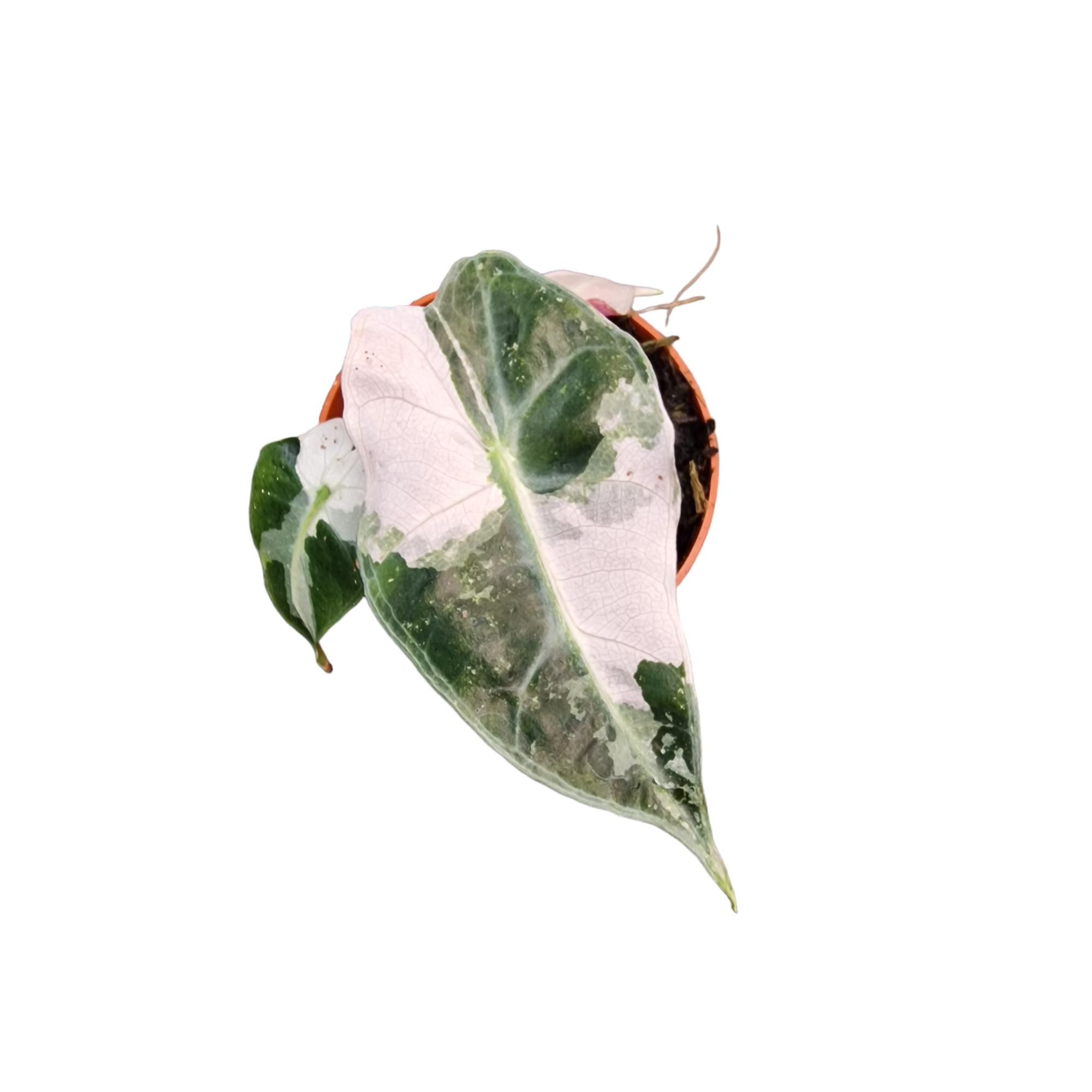 Alocasia Polly Variegata, D 7