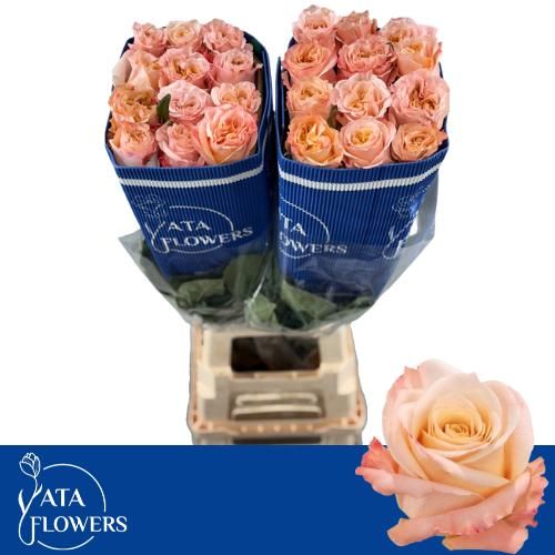 Роза од. Шиммер 70 (светло-роз.), шт.