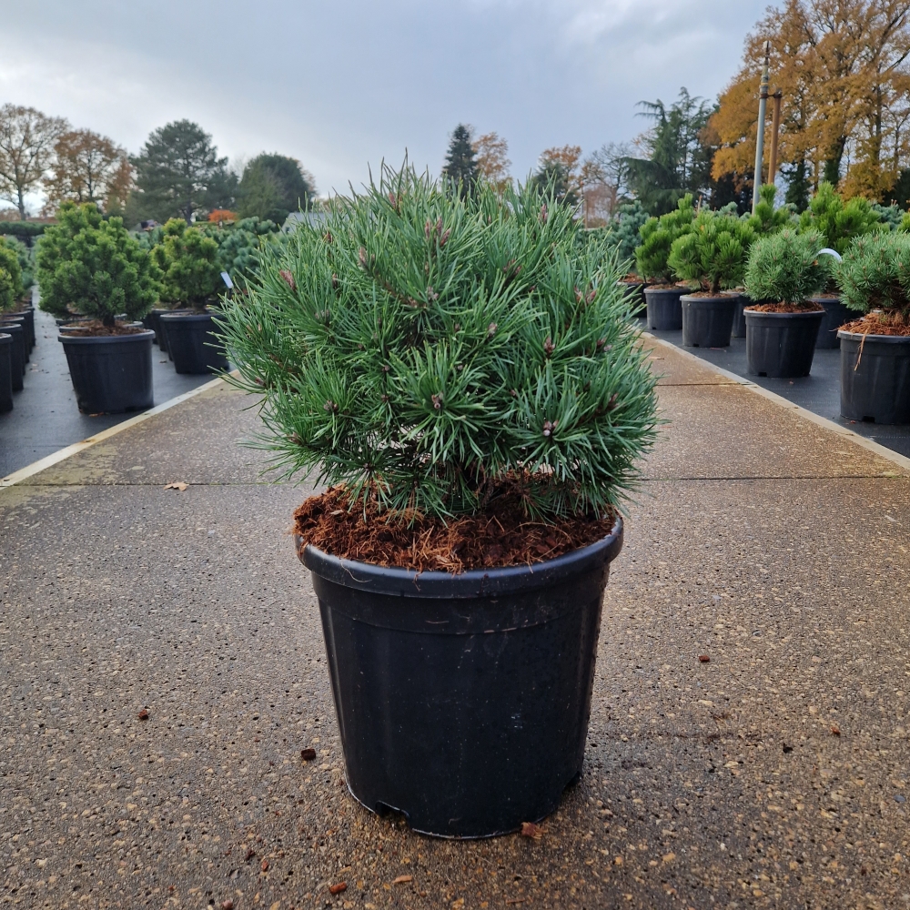 Pinus sylvestris 'Martham', D 28 cm