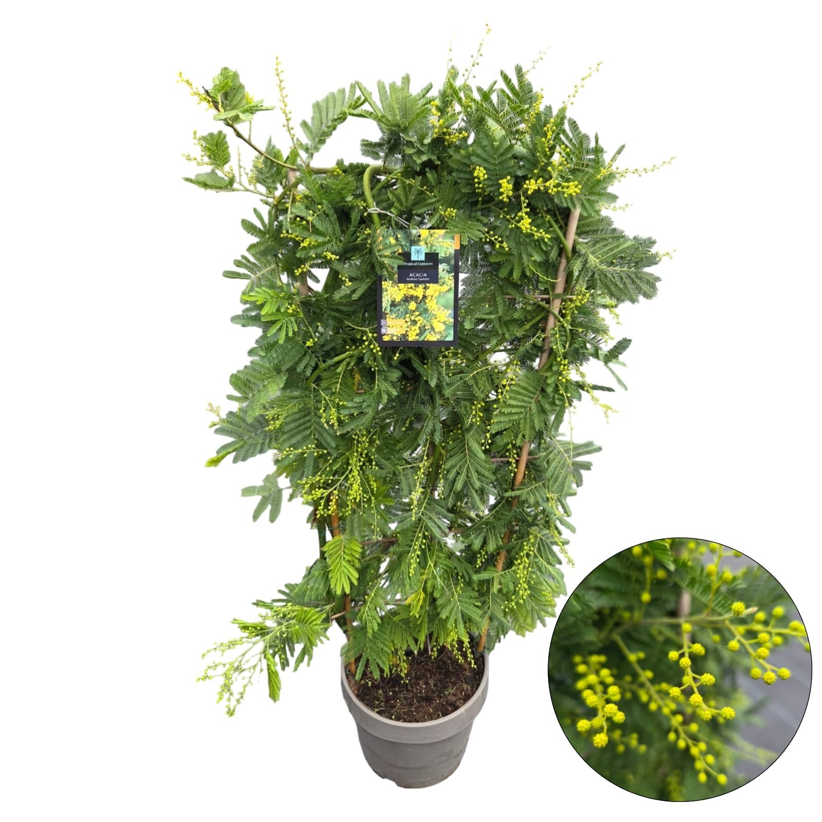 Acacia/Mimosa dealbata 'Gauloise', D 24