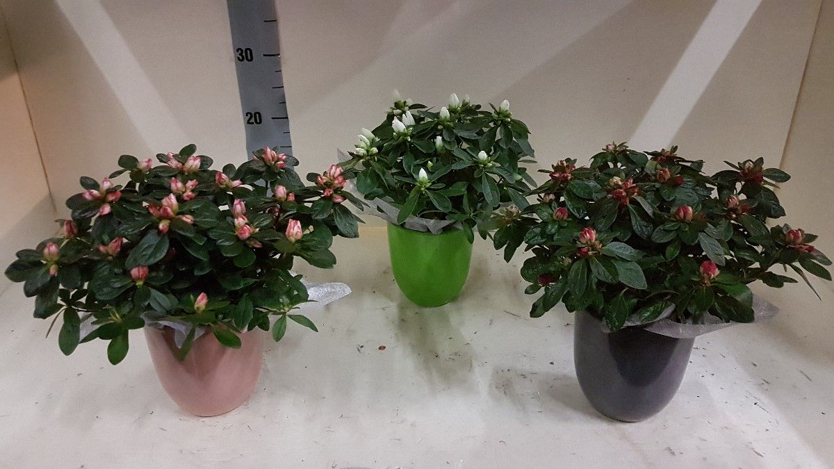 azalea indica keramiek 25 cm, D 12