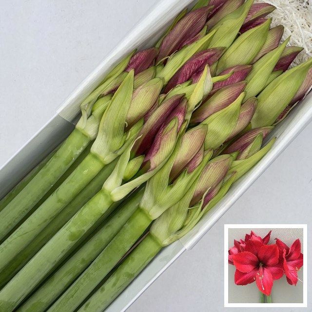 Амарилис Кассис (ярко-роз.) x15, шт.