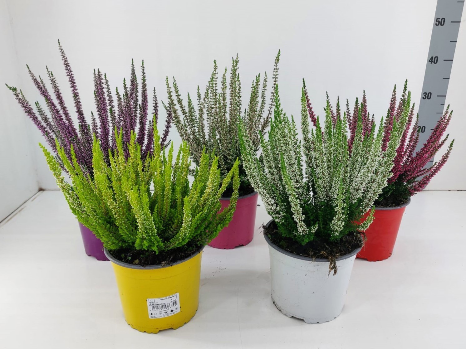 831 TDM : Pot 17 cm CALLUNA mix colors ton sur ton, D 17 cm 831 TDM : Pot 17 cm CALLUNA mix colors ton sur ton, D 17 cm
