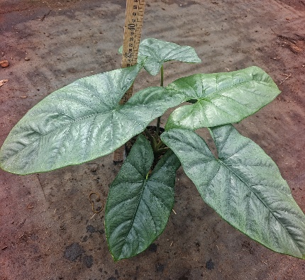 Алоказия сильвер лифс 15 40