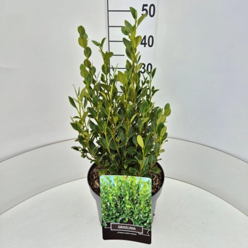 Griselinia littor. Green Horizon, D 29