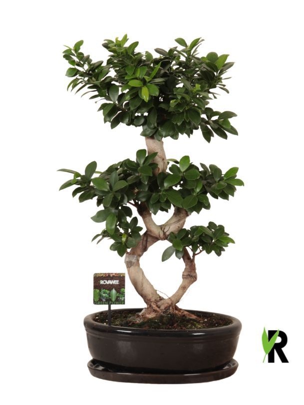 Ficus micr. 8-type in keram. ovaal schaal met schotel zwart, D 35