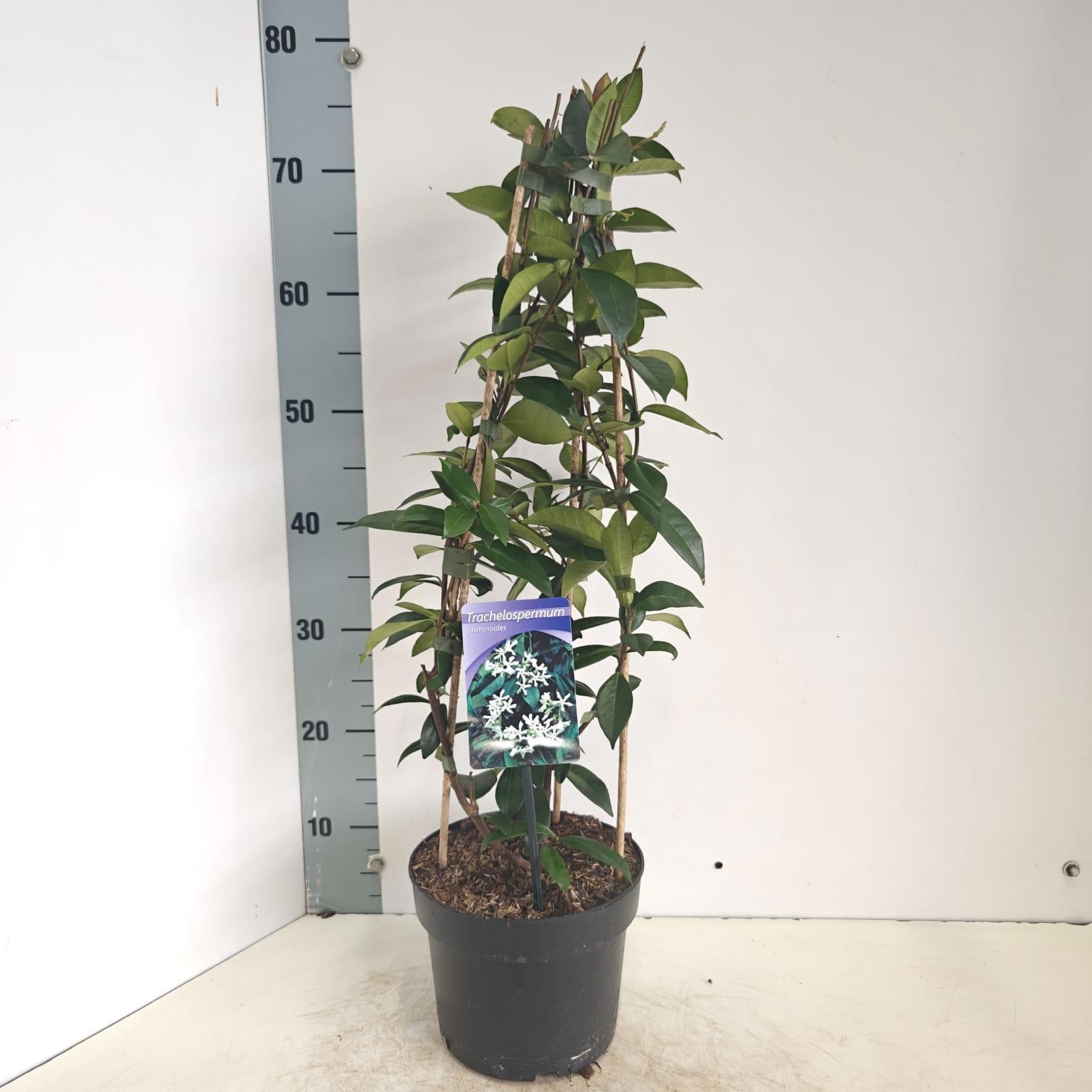 Trachelospermum jasminoides, D 19