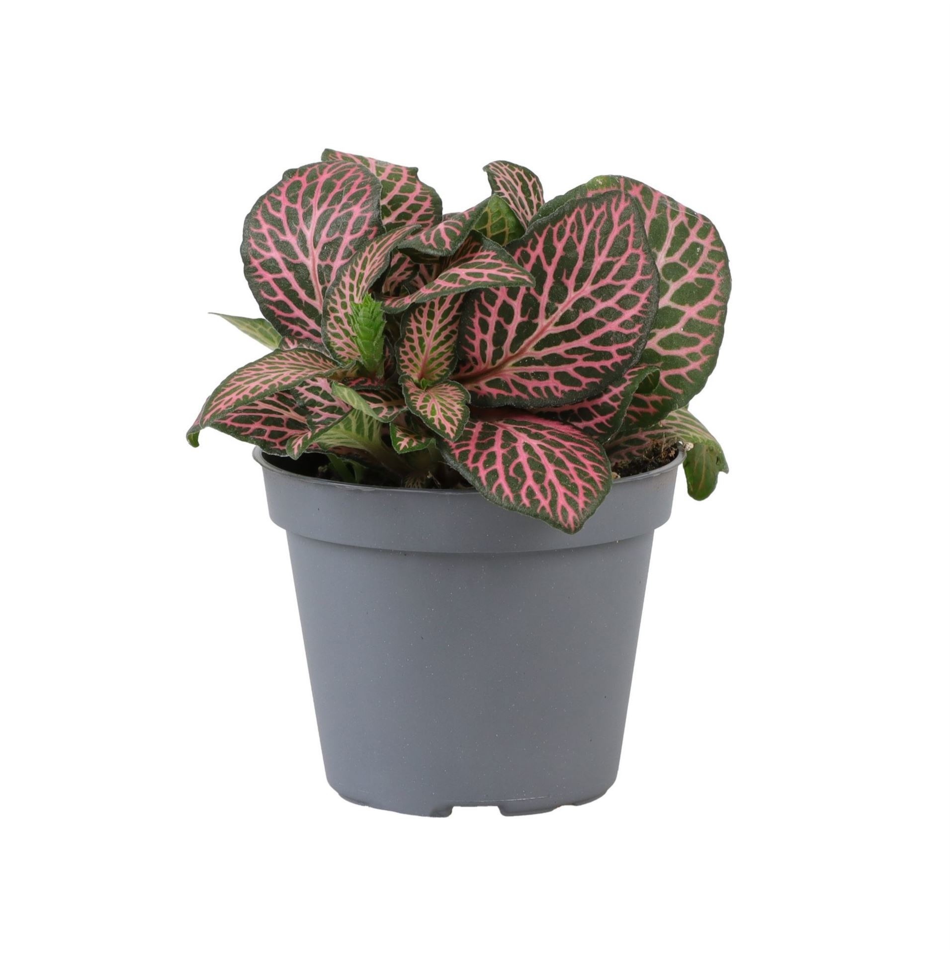 Fittonia Pink Specik� 6 cm, D 6
