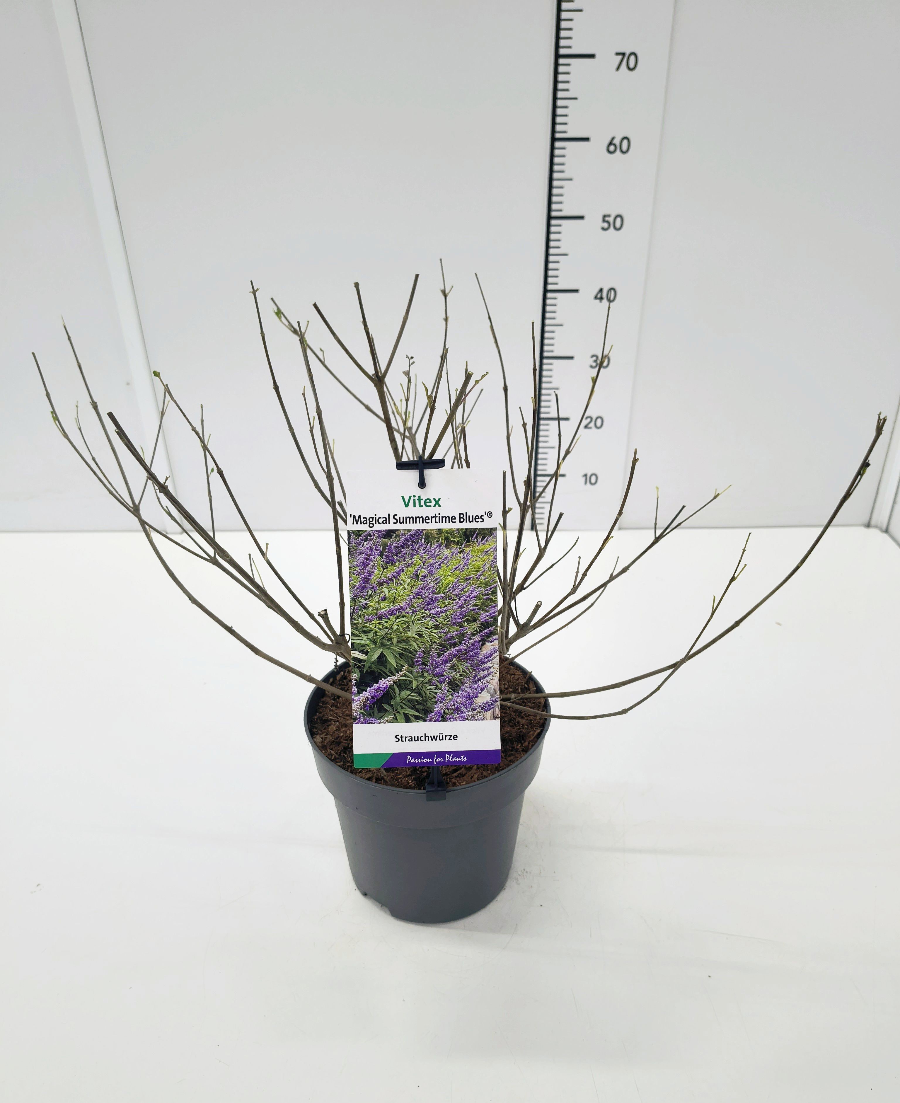 Vitex a.c. 'Magical Summertime Blues' C5, D 23