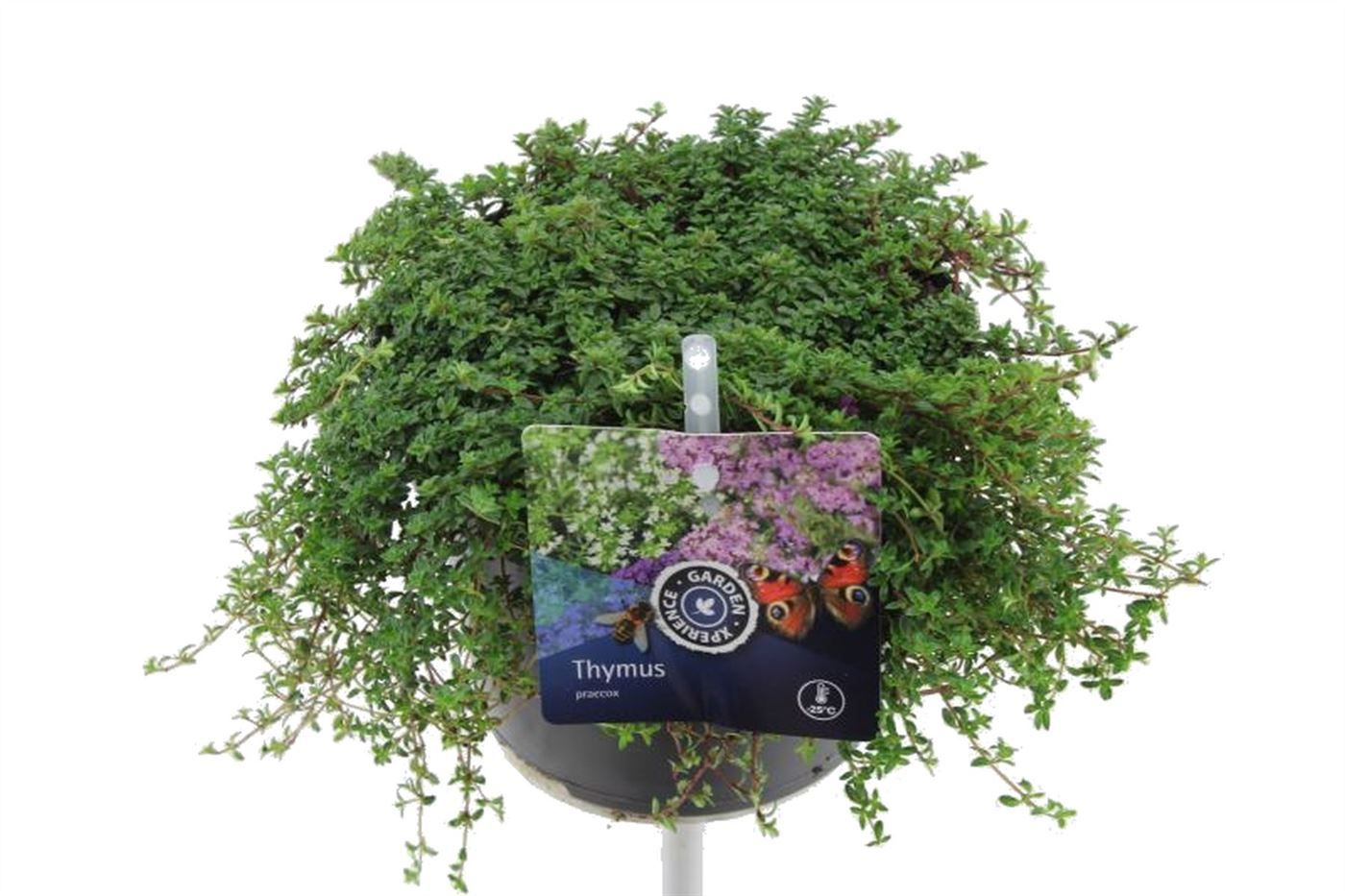 Thymus praecox Coccineus, D 13