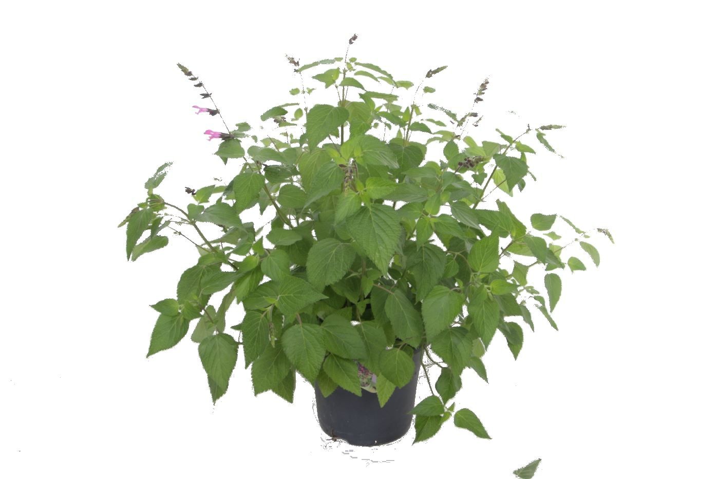 Salvia hybr. Amante, D 27 cm
