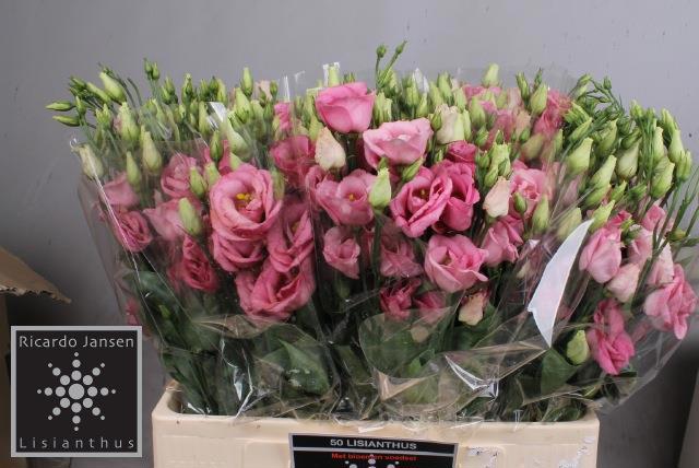 Эустома Розита Роуз пинк 60 (ярко-роз.), шт.