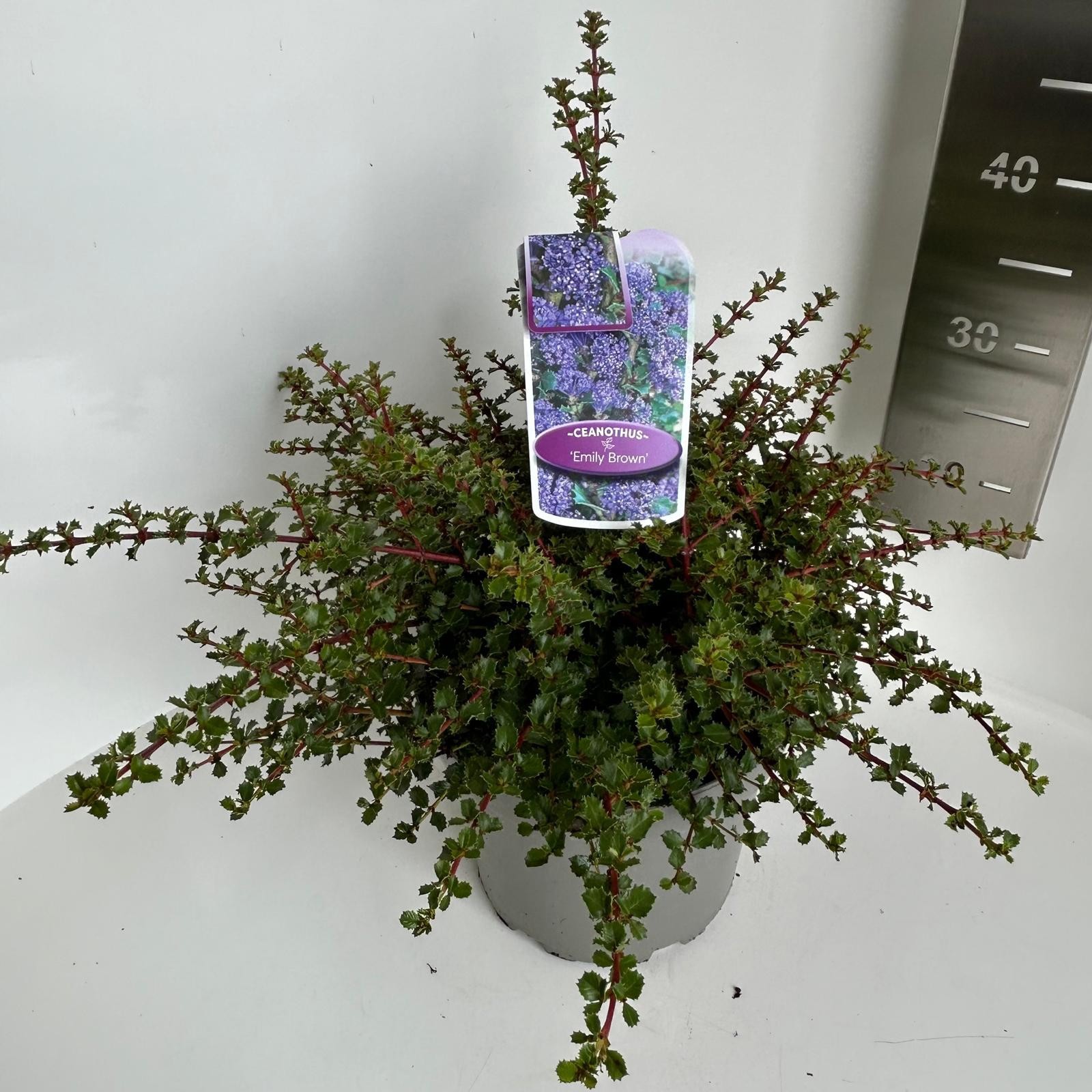 Ceanothus Emily Brown, D 23 cm