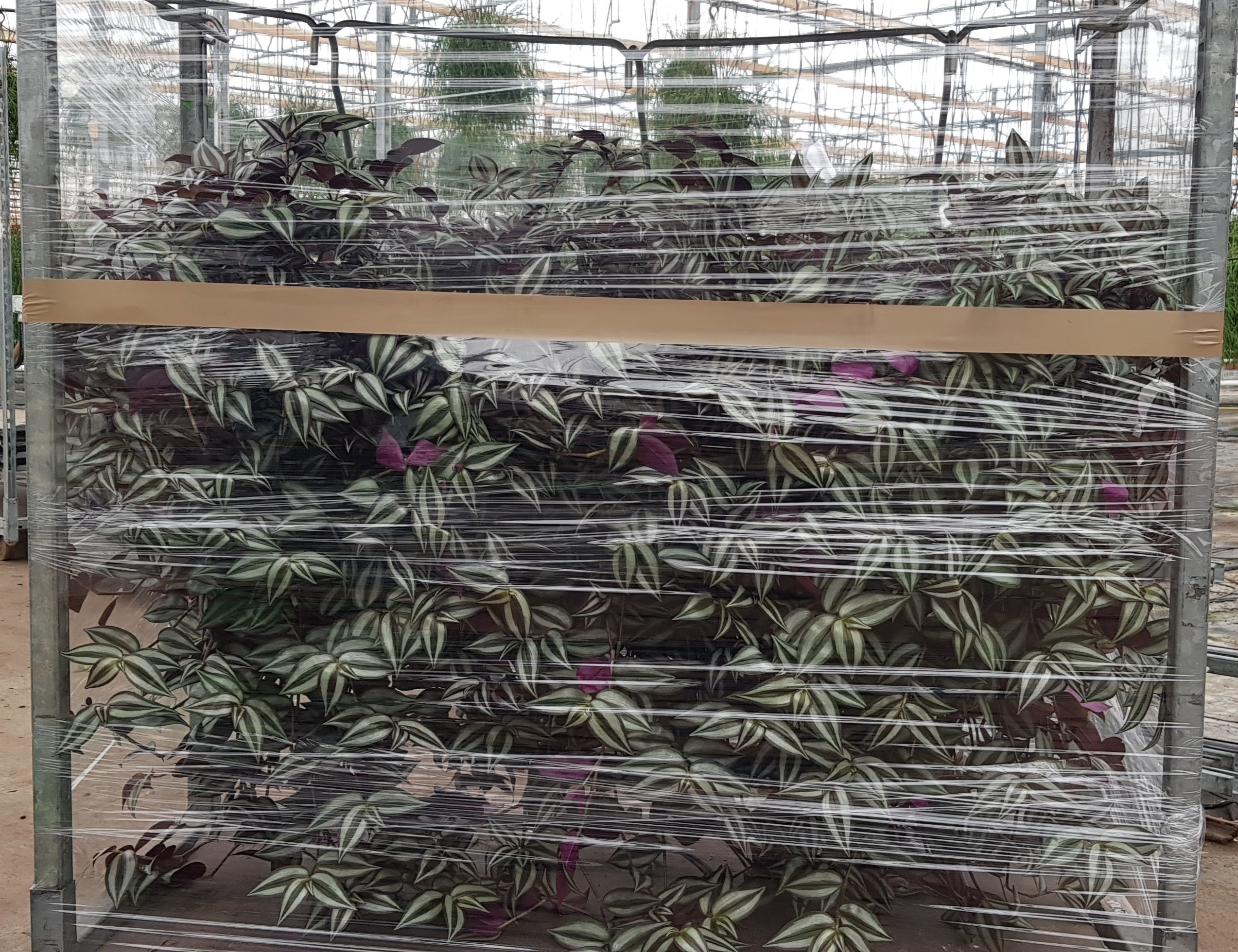 Xl Tradescantia Zebrina 25cm, D 25