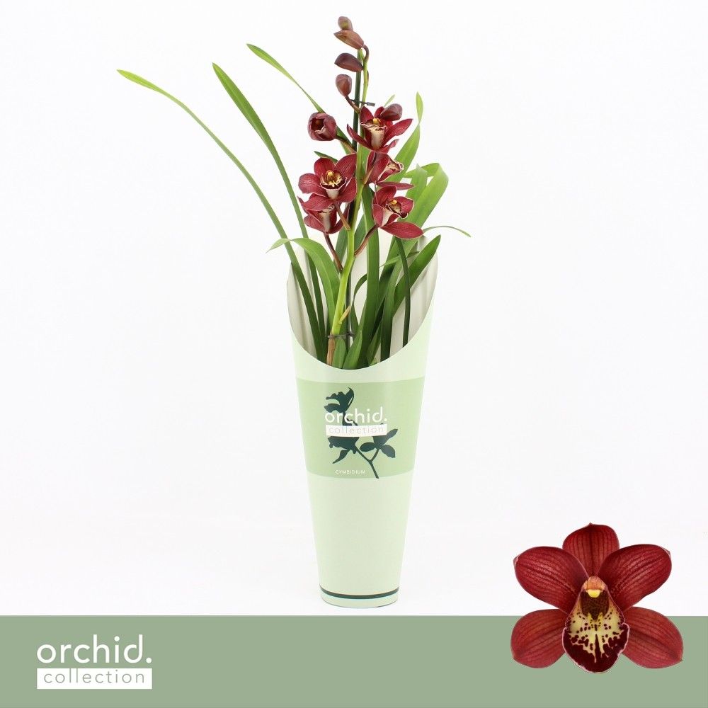 Cymbidium, Red Beauty Roy 1-spike 'Orchid Collection' Potcover, D 12